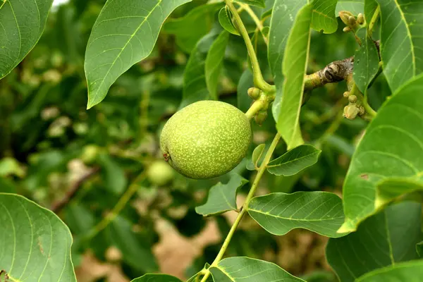 Ceviz ağacının bir dalında yeşil bir meyve ya da fındık yumurtalığı oluşmuştur..