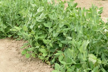 Sebze bahçesinde büyüyen bezelye çalıları, yakın plan..