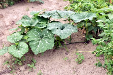 Bahçede yetişen balkabağı yaprakları ve sapları.