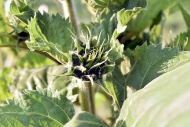 Bir kök üzerinde oluşmuş bir ayçiçeğinin yakın plan görüntüsü.