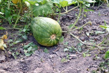 Olgunlaşmamış bir balkabağı meyvesi, bahçede yetişen balkabağı fidanlarının yapraklarının ve köklerinin altından görülebilir..