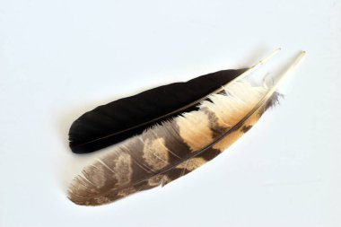 Bir kuzgun kanadından düşen siyah bir tüy ve renkli bir şahin tüyü..