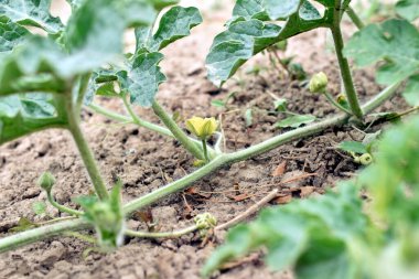 Sarı bir çiçek, uzun bir karpuz dalında çiçek açtı..