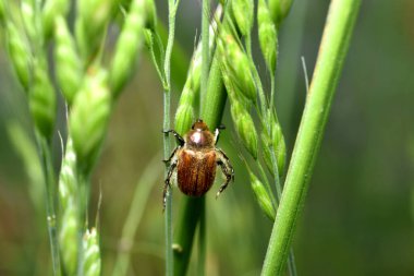 Tür Cyclocephala melanocephala 'dan Yetişkin Kahverengi Scarab. Yüksek kalite fotoğraf
