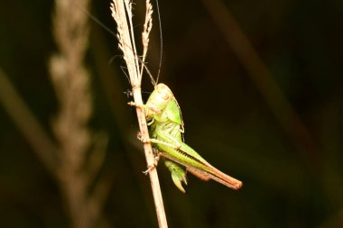 Cırcır böceği Conocephalus türü - Nemf. Yüksek kalite fotoğraf