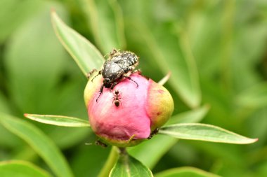 Beyaz benekli gül böceği, Oxythyrea funesta, güneşin altındaki mor bir çiçekte poz verdi. Yüksek kalite fotoğraf
