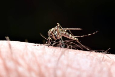 Side view of a mosquito drinking a person's blood from his finger. clipart