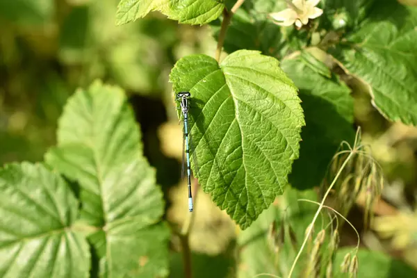 Stock image A blue dragonfly, homoptera, sits on a green leaf.