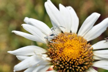 Güney Avustralya 'da, ağaç kabuğunda, Süt Çiçeği Örümceği, Zygometis Xanthogaster' ın süper makro sırt görüntüsü. Yüksek kalite fotoğraf