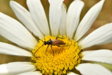 Pseudovadonia livida adında bir uzun boynuzlu peri böceği Mayıs ayında öküz gözü papatya çiçeği görmüş. Yüksek kalite fotoğraf