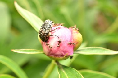 Bronz böcek denen bir böceğin yakın çekimi. Böcek karıncalar tarafından saldırıya uğruyor..