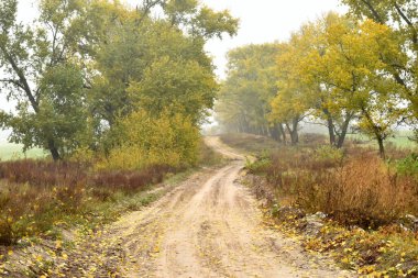 Sonbahar manzarası, sarı yapraklı ağaçlar kırsal bir yolun kenarlarında yetişir..