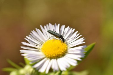 Erkek, kalın bacaklı çiçek böceği, Oedemera nobilis, Haziran ayında öküz gözü papatya çiçeğinde görülmüş. Yüksek kalite fotoğraf