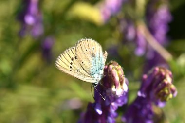 Yeşil Yeraltı Mavisi, Glaucopsyche Alexis, kelebek. Yüksek kalite fotoğraf