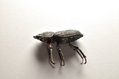 Bir solucanın bacakları açıkta ölü yatar..