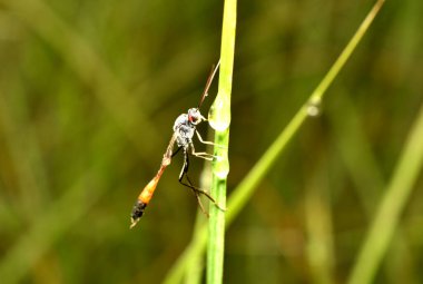 The wasp Ammophila sabulosa with prey, paralyzed caterpillar. High quality photo clipart