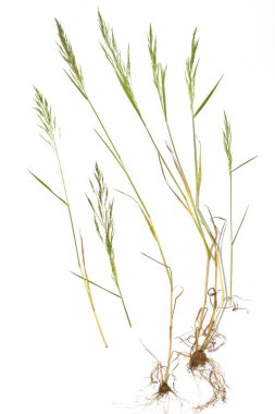 Herbaryum. Tüy otu, Stipa. Çimen sapı, yapraklar, kök sistemi.