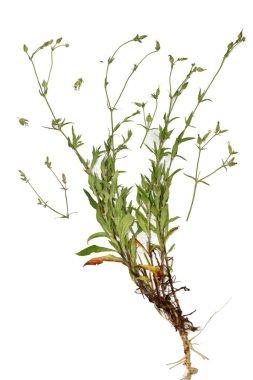 Beyaz sığır çobanı üzerindeki uçan sineğe yakın dur, vaccaria hispanica, bulanık bokeh arkaplanlı bir çiçek. Yüksek kalite fotoğraf