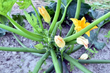 Çiftlik. Kabak çalılarında büyük sarı çiçekler belirdi..