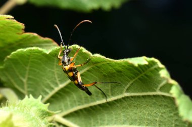 Longhorn Beetle Strangalia beyaz çiçekte zayıflıyor. Yüksek kalite fotoğraf
