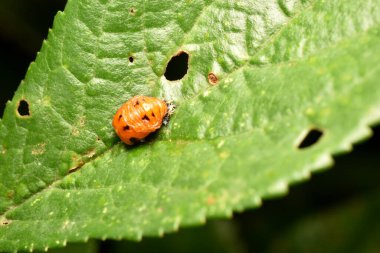 Uğur böceği, doğa geçmişi olan yakın plan. - Evet. Yüksek kalite fotoğraf