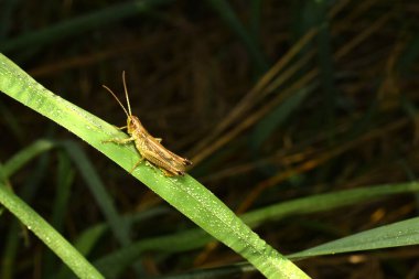 Bir çekirge, başını eğmiş bir çim yaprağına tünemiş yiyeceği takip ediyordu. Yüksek kalite fotoğraf