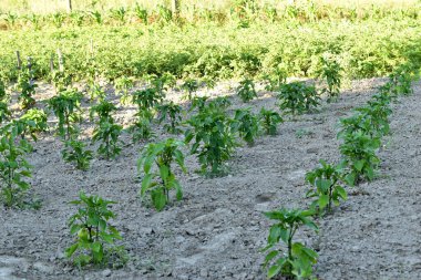 Çan biberi çalıları bahçede beyaz çiçeklerle çiçek açar..