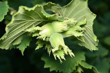 Yeşil fındık, Corylus Avellana. Yüksek kalite fotoğraf