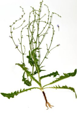 Yaygın hindiba bitkisi. Özel ders. Herbaryum. Sapları, yaprakları ve kök sistemi.