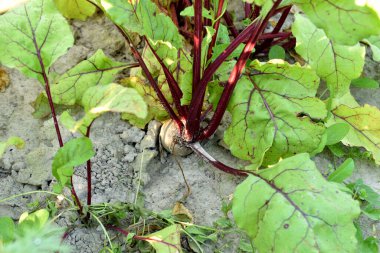 Çiftlik. Sebze bahçesinde büyüyen kırmızı pancarlar. Yukarıdan görüntüle.