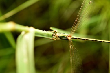 Zümrüt Yayılma, Lestes Kuru, küçük hanım, yeşil bir arka planda ayrıntılı yakın çekim. Yüksek kalite fotoğraf