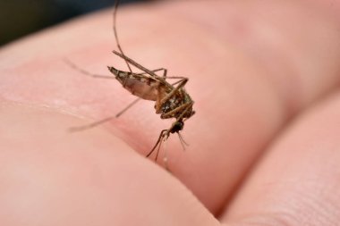 Bir sivrisinek insan parmağından kan içer. Bir böceğe yakın çekim.