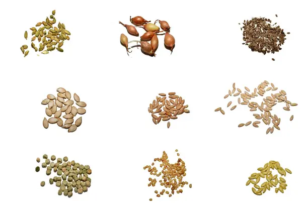 stock image A collage of nine photographs showing various seeds on a white background. Created with GIMP