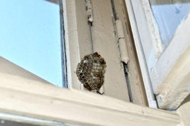 Eşek arıları ve gelişmekte olan larvaları olan bir arı kovanı ahşap bir pencere çerçevesine asılmış..