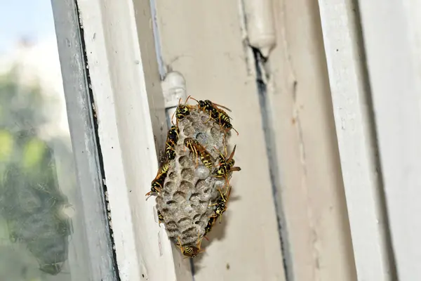 stock image A wasp nest with wasps and developing larvae hangs on a wooden window frame. Close-up.