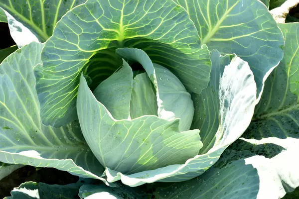 stock image Cabbage is ripening in the garden, top view of a cabbage head with wide leaves.