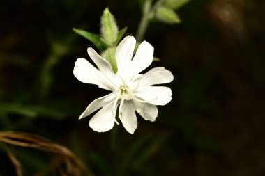 Yeşil çimenlerin üzerinde beyaz karides çiçeği. Makro. Sessiz kapensis, Silene undulata. Yüksek kalite fotoğraf