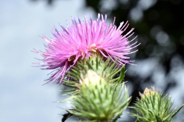 Devedikeni mızrağını, devedikeni ya da devedikeni, Cirsium vulgare 'yi kapatın. Yüksek kalite fotoğraf