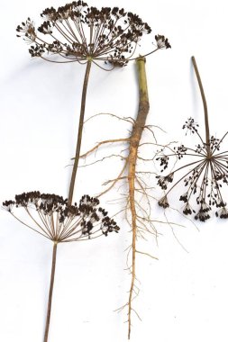 Herbaryum. Kuru kuru otlar, yaprakları, gövdesi, kök sistemi ve tohumlu sümsükler..