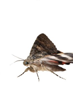 Dark Crimson Underwing, Catocala sponsa, beyaz arka planda izole edilmiş. Yüksek kalite fotoğraf