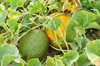 Bahçedeki çimlerde olgunlaşmış iki kavun..