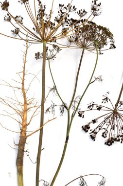 Tohumlarla kuru dereotu beyaz bir zeminde yatar..