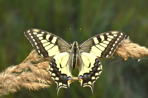 stock image A swallowtail butterfly, spreading its wings, sits on dry grass.