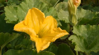 Sarı bir balkabağı çiçeğinin yakın çekimi. Bir karınca bir çiçeğin üzerinde sürünüyor. Arı uçuyor, iniyor, çiçeğin ortasına doğru sürünüyor, geri dönüyor ve uçup gidiyor..