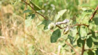 Yaban arısı örümceği, pençelerinin hızlı hareketleriyle, hala hareket eden kurbanın çevresini sarar ve ağın merkezine geri döner..
