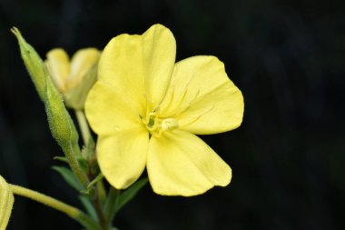 Oenothera biennis, Onagraceae familyasından bir bitki türü. Yüksek kalite fotoğraf