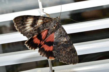 A Catocala elocata butterfly, spreading its wings, sits on the slats of the blinds on the window. clipart