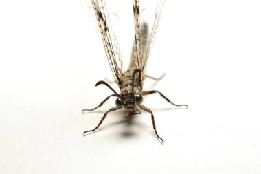 Beyaz arka planda kanatları olan karınca böceği. Yakın plan. Ön görünüm.