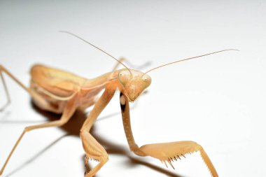 Kahverengi böcek peygamber devesi manzarası. Yakın plan..