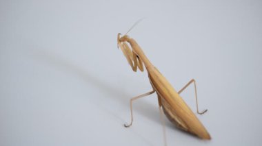 Peygamberdevesi böceği kendini yıkar gibi pençeleriyle yüzünü ovar..